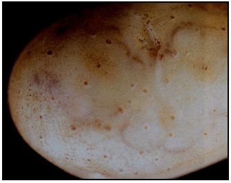 Picture 66 - Potato Mop Top Virus - external symptom. Description follows.