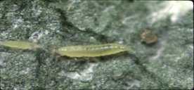 Une photo du premier et deuxième stades larvaires des thrips des petits.