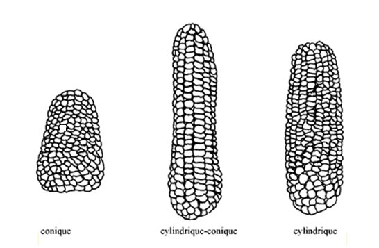 Épi de maïs : forme. Description ci-dessous.