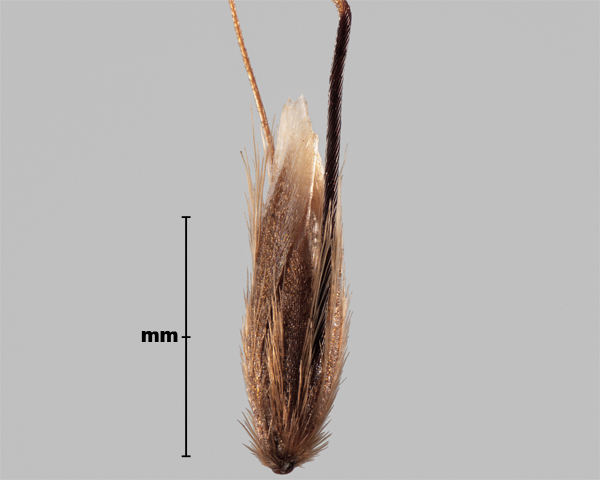 Photo - Annual vernal grass (Anthoxanthum aristatum) floret group 2