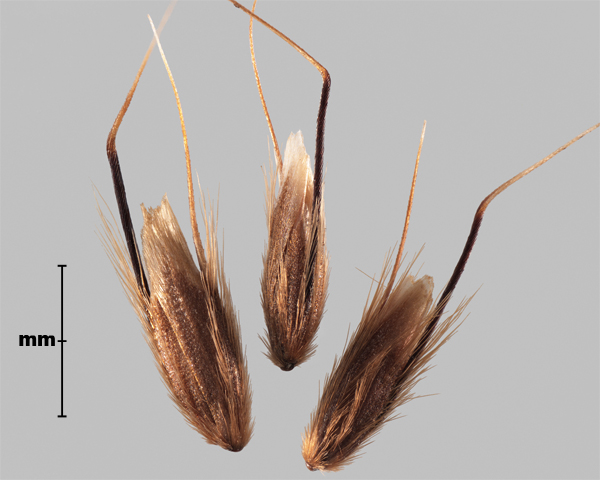 Photo - Annual vernal grass (Anthoxanthum aristatum) floret groups