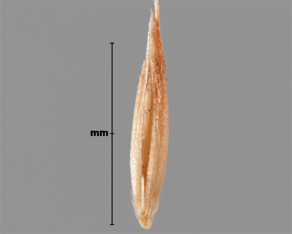 Photo - Silky bent-grass (Apera spica-venti) seed (showing inner side)