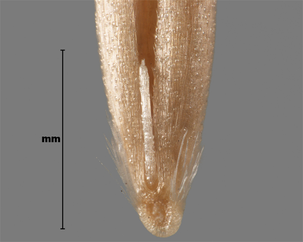 Photo - Silky bent-grass (Apera spica-venti) seed (close-up of inner side [rachilla])