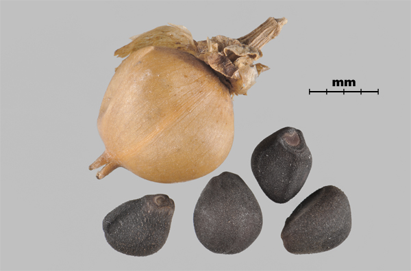 Photo - Great bindweed (Calystegia sepium) seeds and capsule
