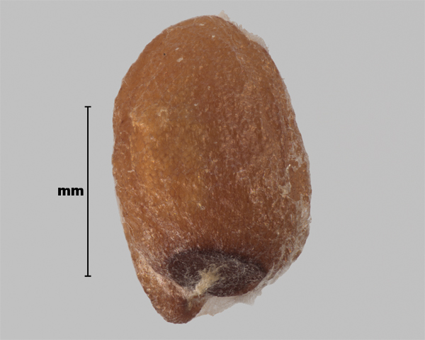 Photo - Ball mustard (Neslia paniculata) seed (hilum visible at bottom)