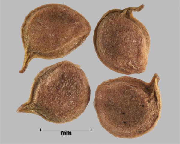 Photo - Creeping buttercup (Ranunculus repens) seeds
