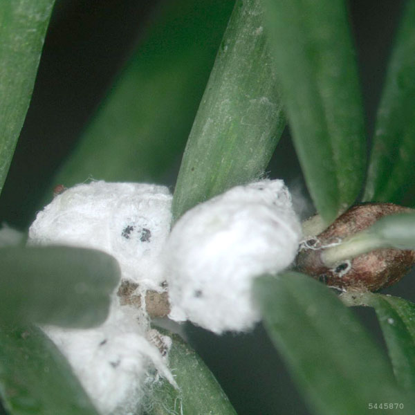 Un gros plan du puceron lanigère de la pruche adulte, couvert de filaments cireux blancs à apparence laineuse qui ressemblent à de petits noeuds de coton.
