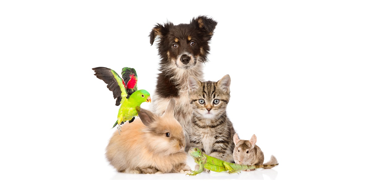 Verlaten verhoging paniek Bringing animals to Canada: Importing and travelling with pets - Canadian  Food Inspection Agency