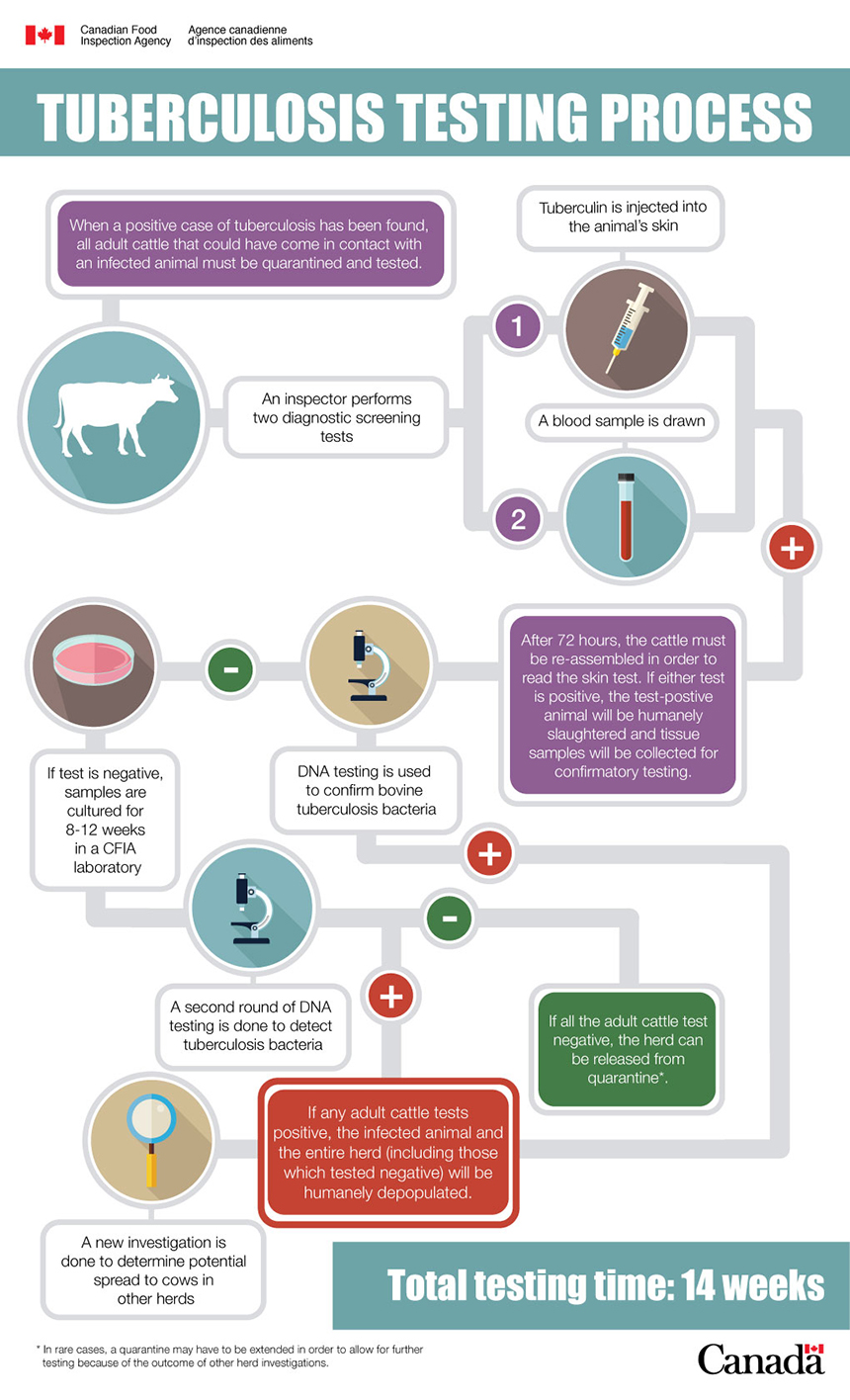 Infographic: Tuberculosis Testing Timeline. Description follows.