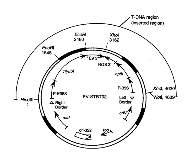 Detailed map of a plasmid vector. Description ci-dessous