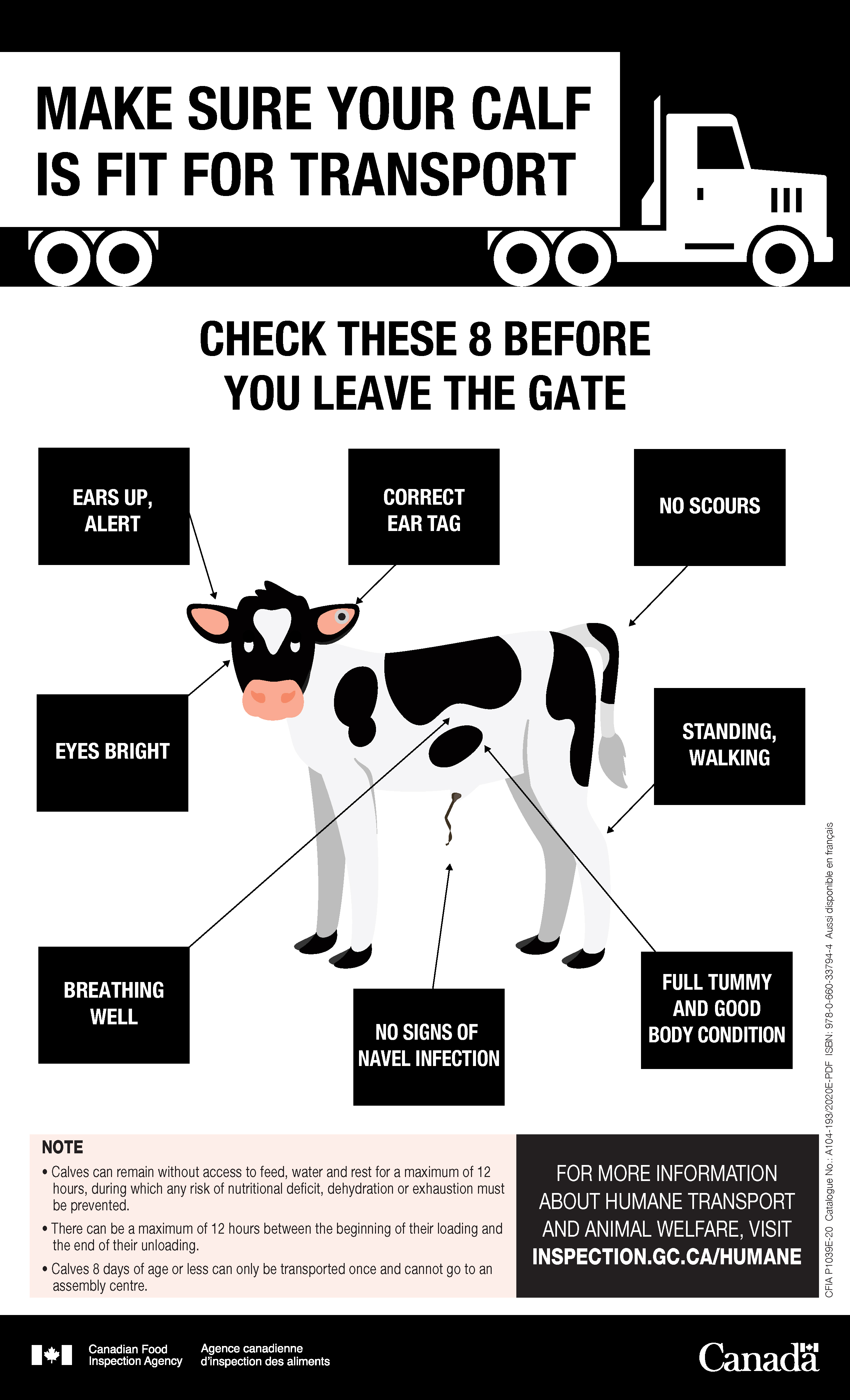 Make sure your calf is fit for transport. Description follows.