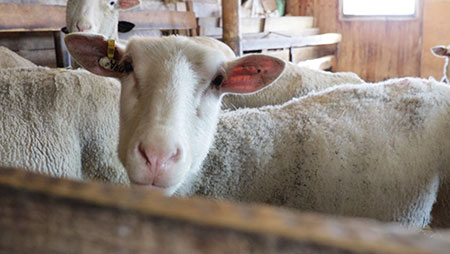 Colleen Acres : Éleveur de moutons