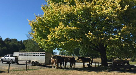 Five horses standing below a tree next to the transportation vehicle in an equestrian park.