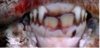Sheep Age Verification Using Dentition - Example 2 of sheep dentition over 12 months