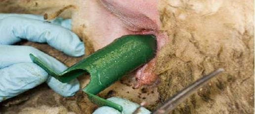 Figure 24 Photo of inserting the speculum into the rectum