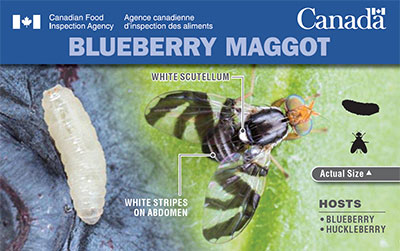Thumbnail image for plant pest card: Blueberry Maggot. Description follows.