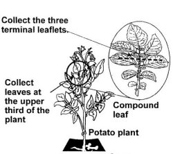 image: Diagram 2: How to sample leaves for virus testing.