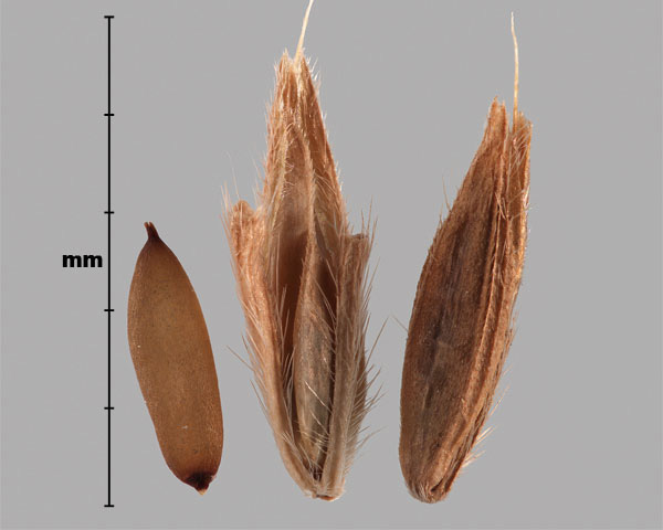 Photo - microstégie en osier (Microstegium vimineum), épillets et grain