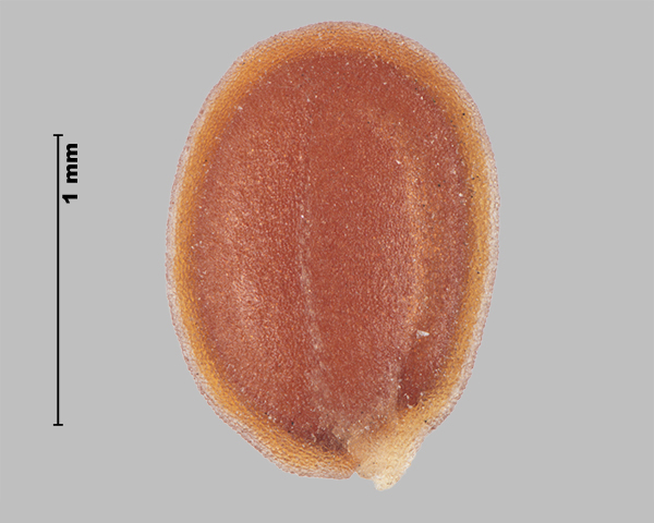 Espèce semblable : Alysson à calices persistants (Alyssum alyssoides) graine