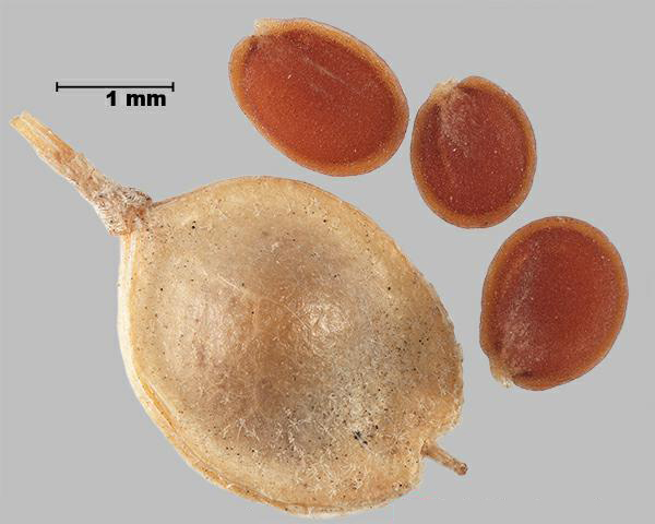 Espèce semblable : Alysson à calices persistants (Alyssum alyssoides) graines et silicule