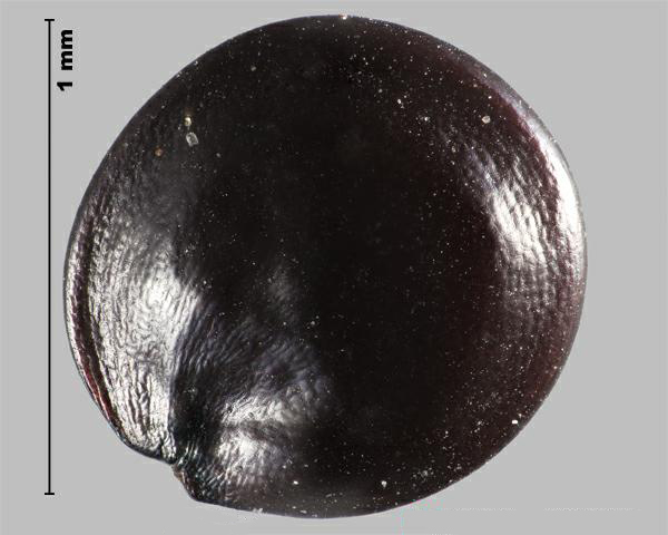 Similar species: Red-root pigweed (Amaranthus retroflexus) seed