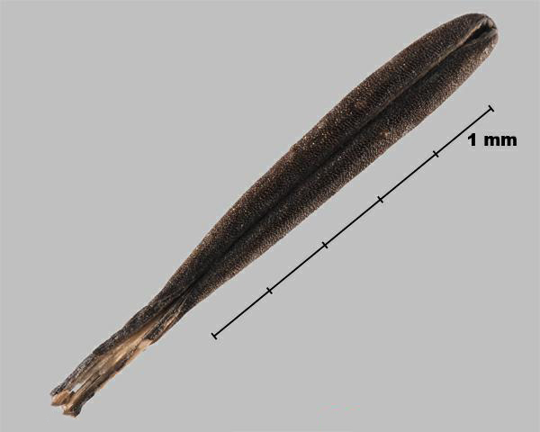 Similar species: Garden chervil (Anthriscus cerefolium) mericarp