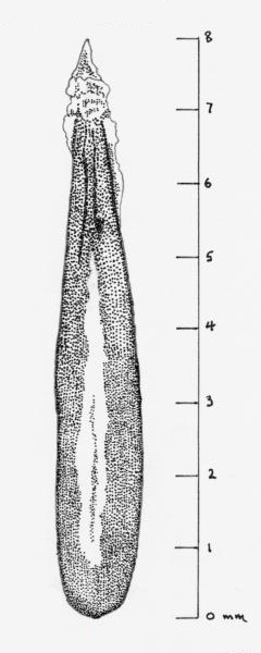Anthrisque des bois (Anthriscus sylvestris) méricarpe