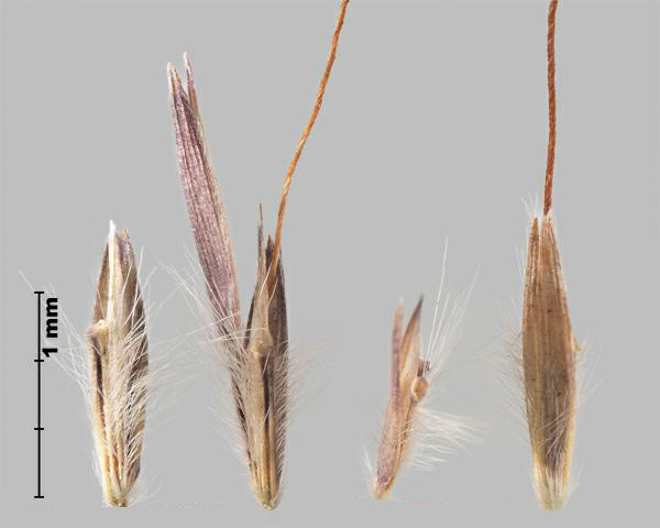 Similar species: Yellow bluestem (Bothriochloa ischaemum) spikelets