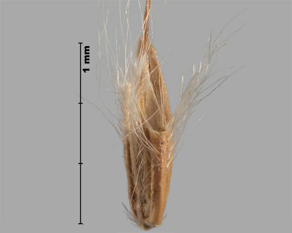 Silver beardgrass (Bothriochloa laguroides) spikelet