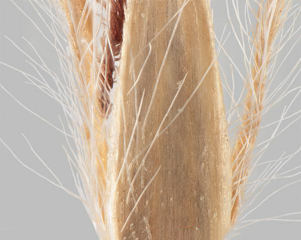 Silver beardgrass (Bothriochloa laguroides) spikelet outer bract showing short teeth along edge