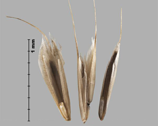Figure 7 - Espèce semblable : Brome des champs (Bromus arvensis) fleurons