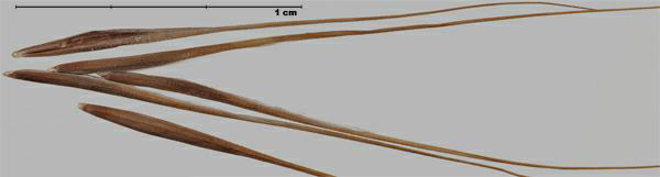 Ripgut brome (Bromus diandrus); florets