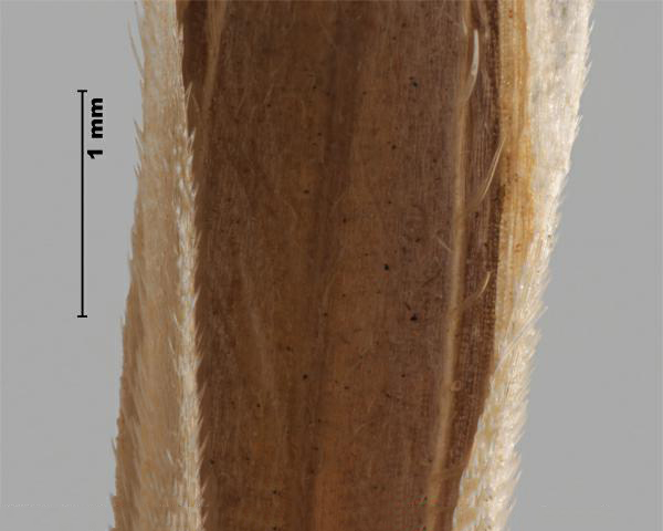 Figure 6 - Similar species: Soft chess (Bromus hordeaceus) floret, palea teeth