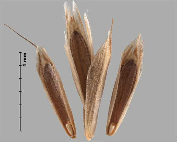Figure 5 - Espèce semblable : Brome mou (Bromus hordeaceus) fleurons