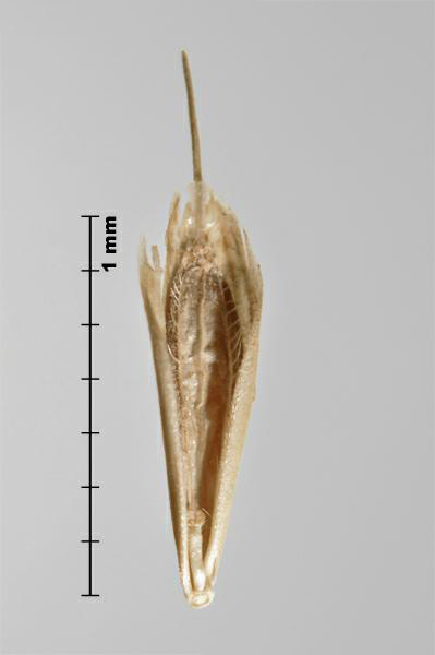 Figure 2 - Brome du Japon (Bromus japonicus) fleuron