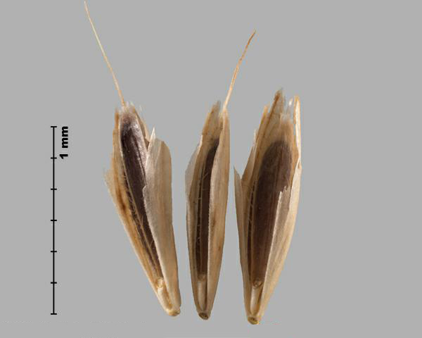 Figure 3 - Japanese brome (Bromus japonicus) florets