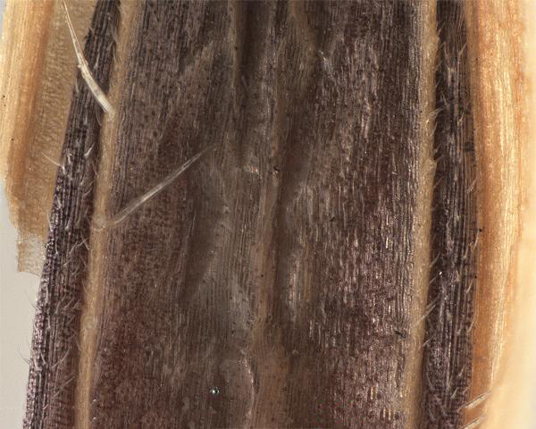Espèce semblable : Brome du Japon (Bromus japonicus) fleuron, les dents de la paléole