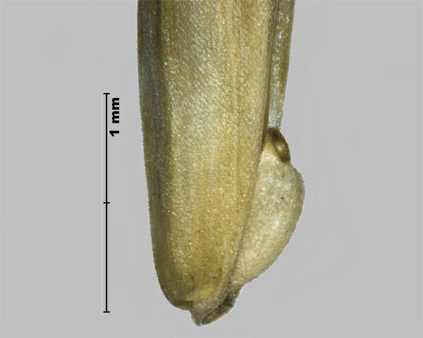Figure 3 - Cheat (Bromus secalinus) base of floret, side view