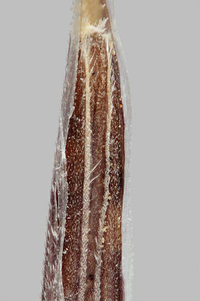 Figure 6 - Similar species: Barren brome (Bromus sterilis) palea teeth