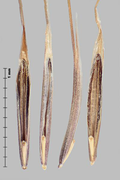 Figure 5 - Similar species: Barren brome (Bromus sterilis) florets