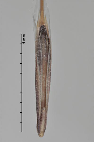 Figure 2 - Downy brome (Bromus tectorum) floret