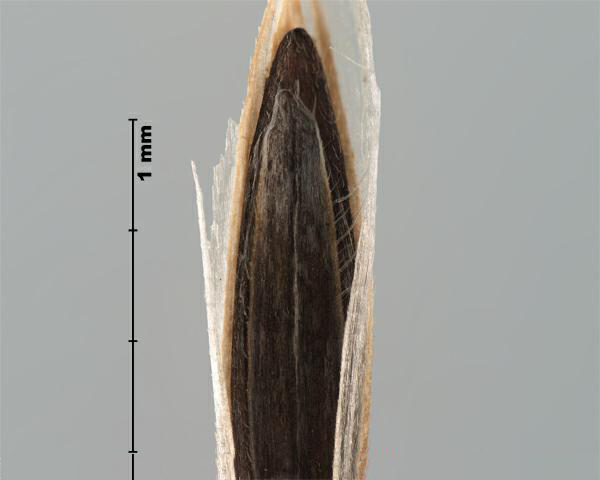 Figure 3 - Downy brome (Bromus tectorum) floret, palea teeth