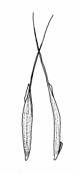 Figure 4 - Downy brome (Bromus tectorum) florets