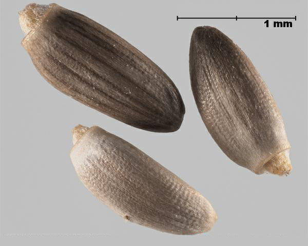 Figure 1 - Chardon épineux (Carduus acanthoides) akènes