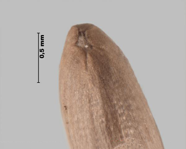 Figure 4 - Chardon épineux (Carduus acanthoides) sommet de l'akène