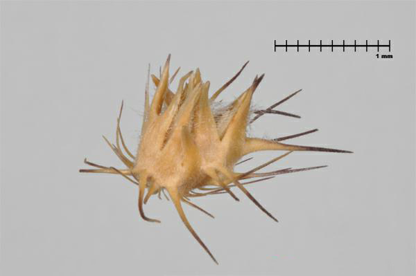 Figure 6 - Espèce semblable : Cenchrus épineux (Cenchrus echinatus) enveloppe épineuse
