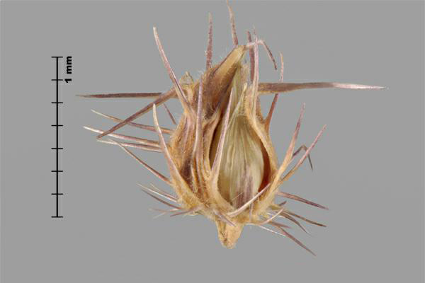 Figure 2 - Cenchrus à épines longues (Cenchrus longispinus) enveloppe épineuse, vue de côté