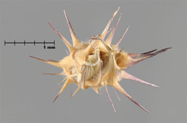 Figure 3 - Cenchrus à épines longues (Cenchrus longispinus) enveloppe épineuse, vue du dessus