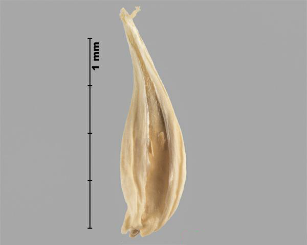 Figure 4 - Cenchrus à épines longues (Cenchrus longispinus) épillet