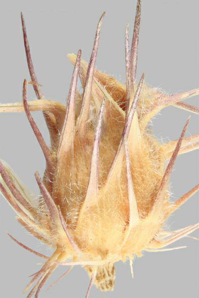Figure 1 - Cenchrus à épines longues (Cenchrus longispinus) enveloppe épineuse, vue de côté